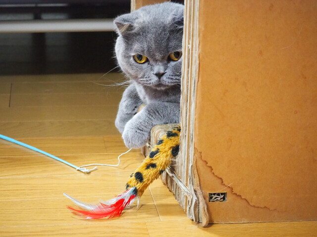 P3313265 - コピー.JPG