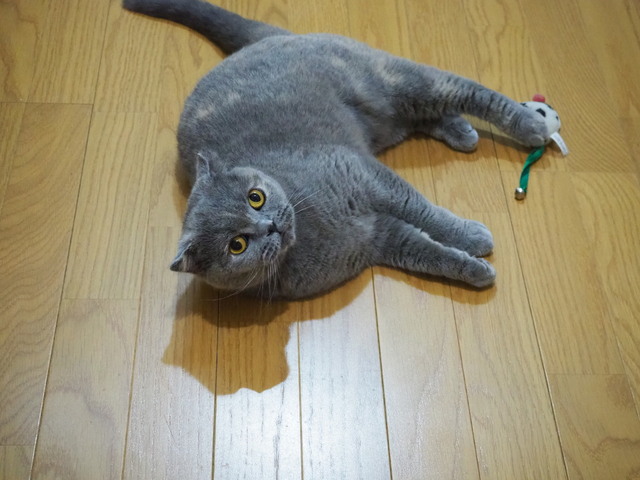 P5173265 - コピー.JPG
