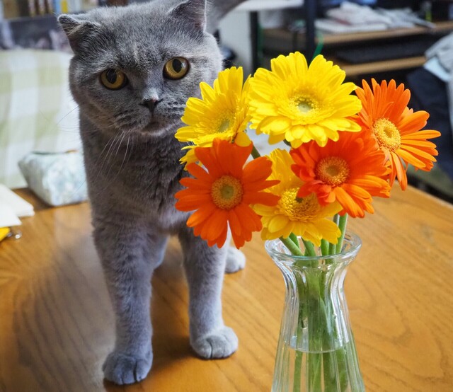 P5223271 - コピー.JPG