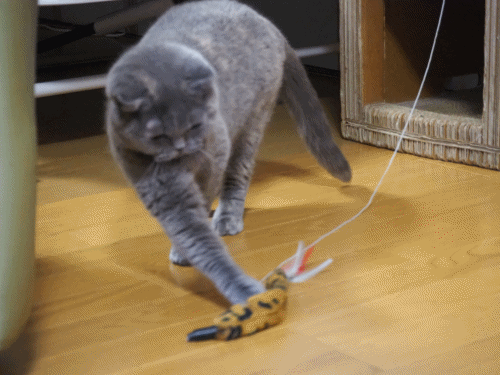 anigif.gif
