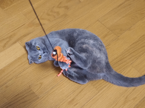 anigif.gif