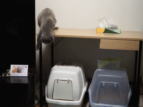 anigif.gif