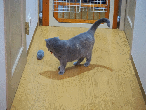 anigif.gif