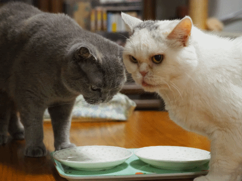 anigif.gif
