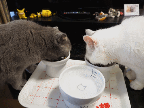 anigif.gif