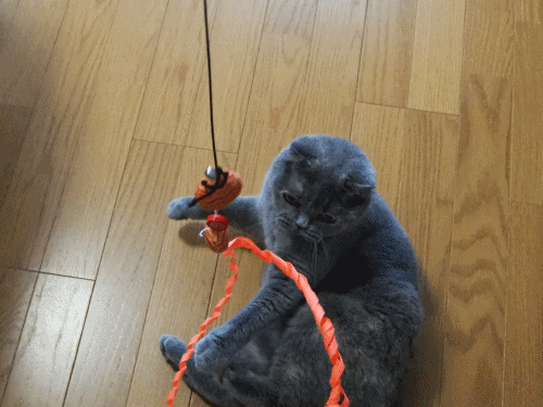 anigif.gif