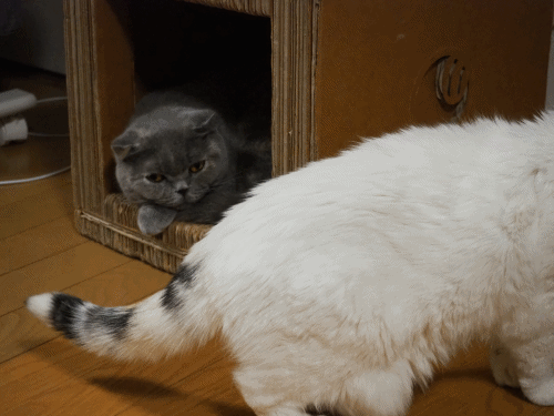 anigif.gif