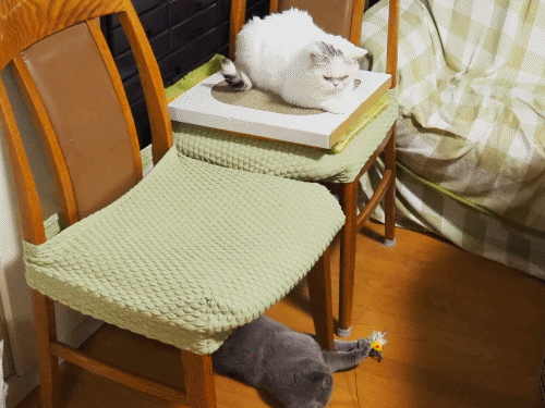 anigif.gif