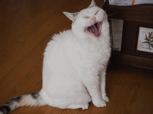 anigif.gif